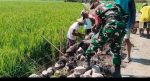 Sinergi Babinsa dan Petani Bangun Irigasi, Tingkatkan Pengairan dan Produktivitas Sawah