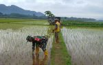 Dampingi Petani Sejak Awal Tanam, Babinsa Tempursari Perkuat Sinergi Ketahanan Pangan