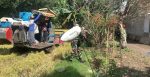 Dari Sawah untuk Ketahanan Pangan, Babinsa Condro Dampingi Panen Padi Poktan Jaya Tani
