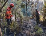 Babinsa Koramil 0821/03 Senduro Bantu Padamkan Kebakaran Hutan di Kawasan TNBTS