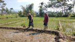 Wujudkan Swasembada Pangan, Babinsa Sukorejo Aktif Dampingi Petani di Lahan Persawahan