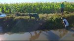 Jaga Kelancaran Pengairan Sawah, Babinsa Dawuhan Wetan Dampingi Petani Bersihkan Irigasi