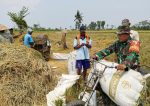 Dukung Ketahanan Pangan, Babinsa Wonosari Dampingi Panen Padi di Lahan Poktan Tani Makmur