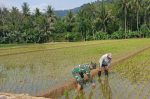 Dukung Ketahanan Pangan, Babinsa Purorejo Dampingi Perawatan dan Penyulaman Bibit Padi